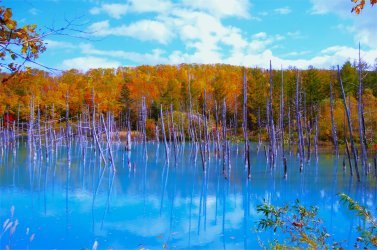 白金青い池(北海道美瑛町)